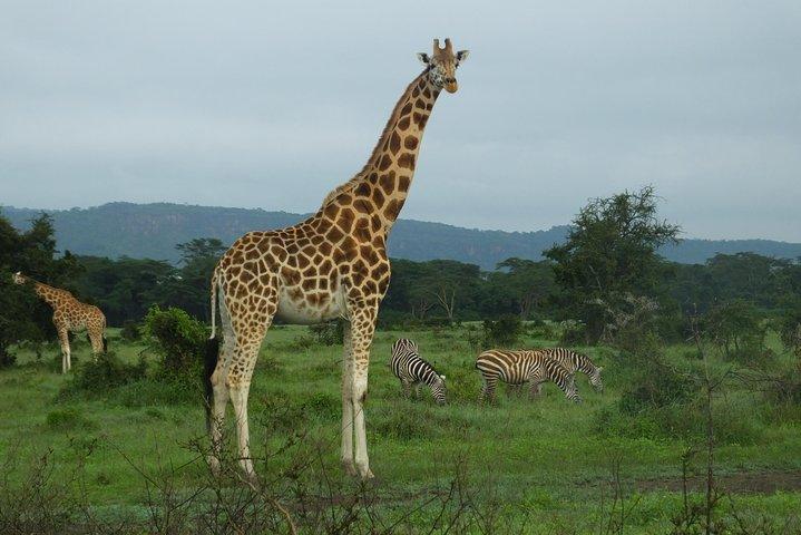 1 noche en el parque nacional de Amboseli