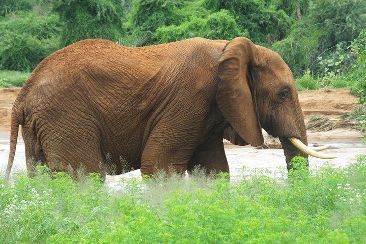 1 nat Amboseli National Park