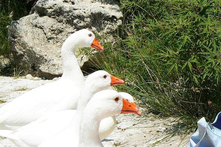 クレタ島自然クルナス湖アルギュルーポリ＆ゲオルギオウーポリ発レティムノ