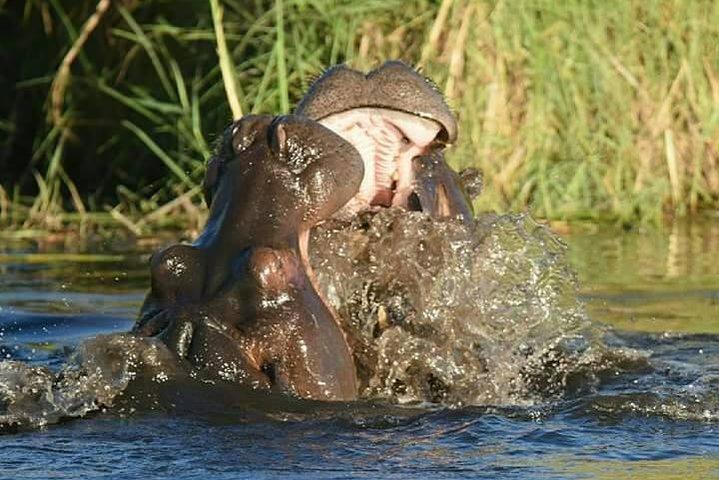 Chobe Day Trip