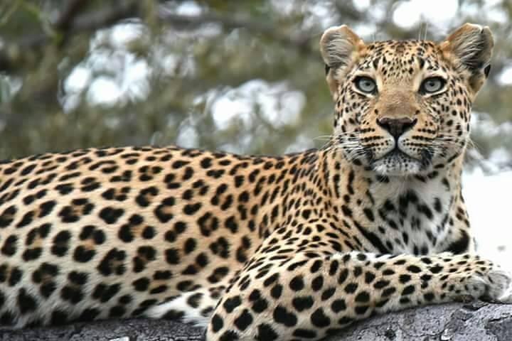 Chobe Day Trip