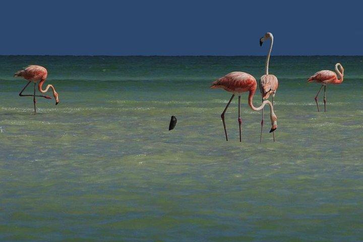 Riviera MayaとCancun(プライベート)からのHOLBOX ISLAND TOUR