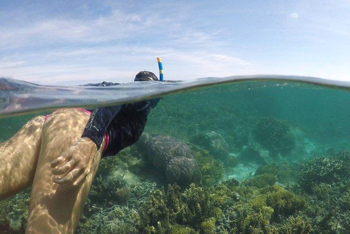 Excursion de tortue de Signal Island en bateau-taxi pour les croisiéristes