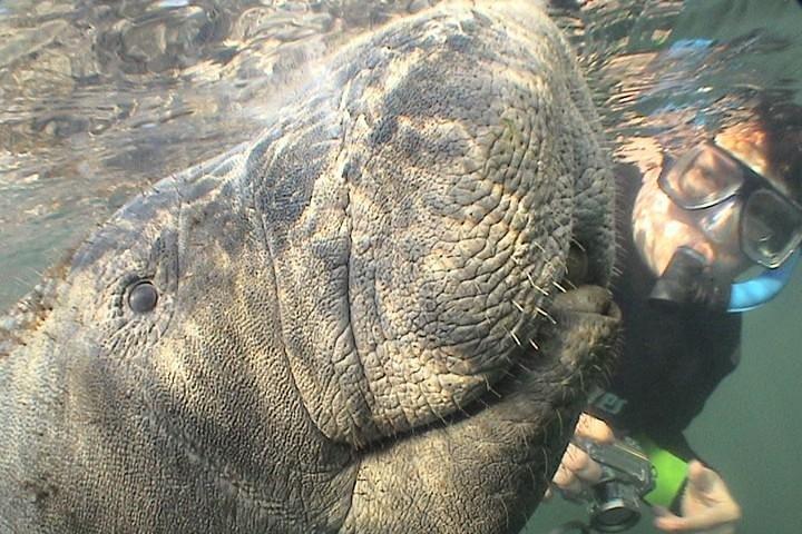 Manatee Snorkel Tour vanuit American Pro Diving Center