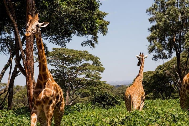 Day Tour Nairobi Museum, Giraffe Centre & Nairobi National Park