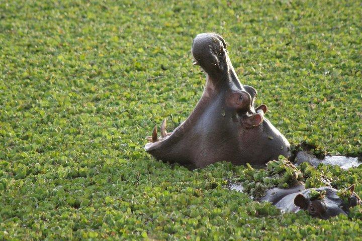 2 nätter Maasai Mara Safari