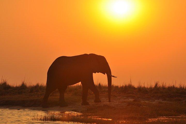 Chobe National Park Pirschfahrt, Botswana