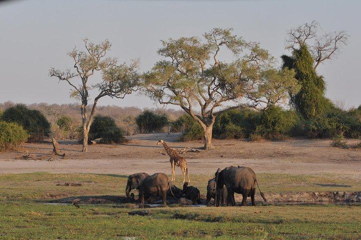 Chobe National Park Pirschfahrt, Botswana