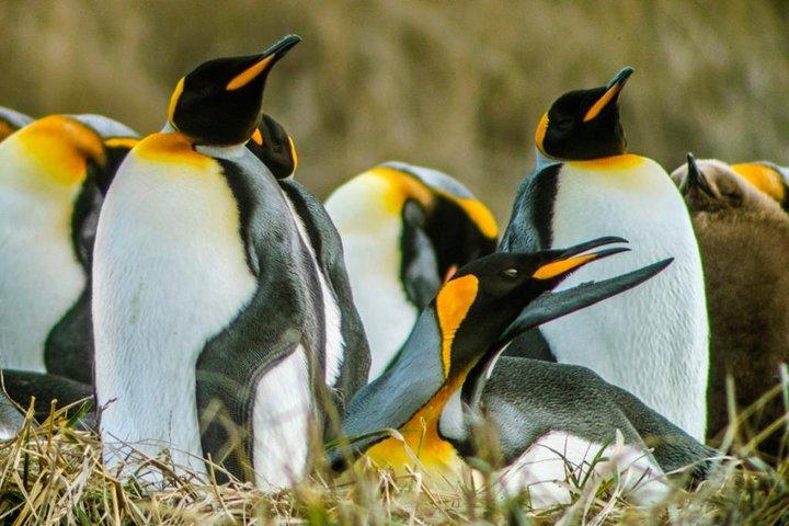 Tour King Penguin e Tierra del Fuego