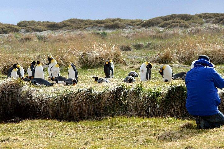 Tour King Penguin e Tierra del Fuego