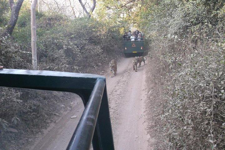 Parco nazionale di Ranthambhore