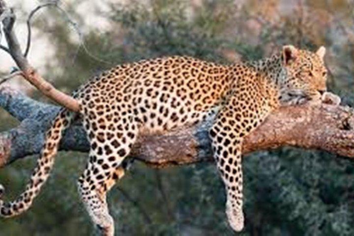 Private Tour zum Sariska Tiger National Park mit dem Auto von Jaipur
