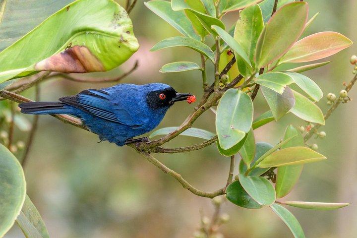 Birdwatching day at Chicaque Cloud Forest.