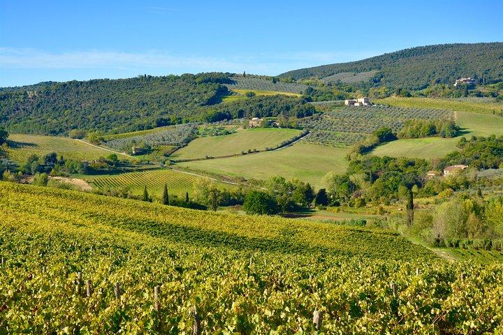 Tour Privado: Região Chianti Tour de Minivan