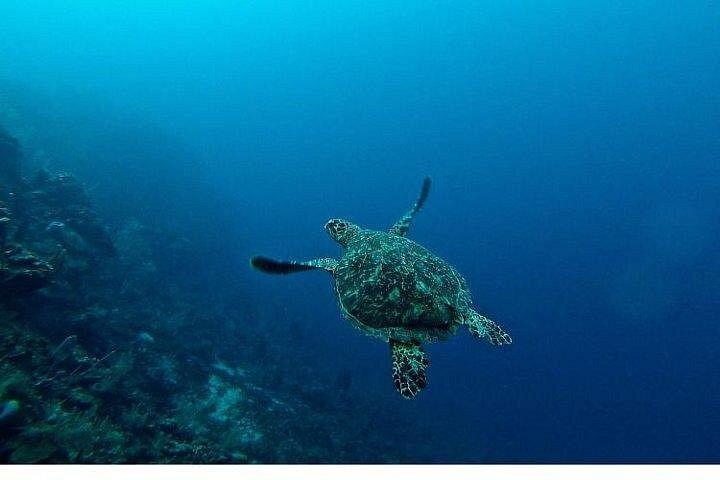 海の楽しみ：ガラス底ボート、管ライド＆パラセーリング、シャルムエルシェイク