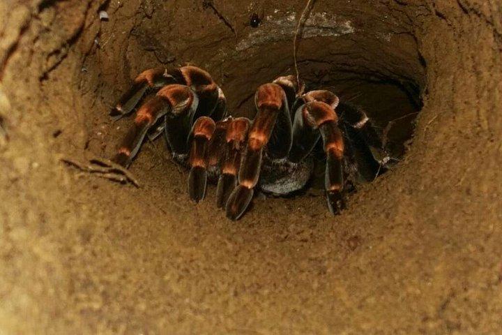 Nacht-Wildtierbeobachtung im Nebelwald von Monteverde
