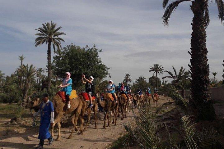 Experience Private Camel Ride