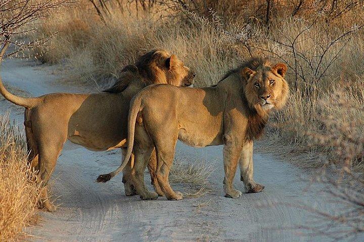 Moremi One Day Game Safari Safari