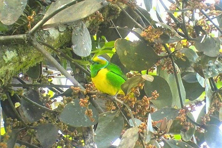 Monteverde Birdwatching and wildlife tour