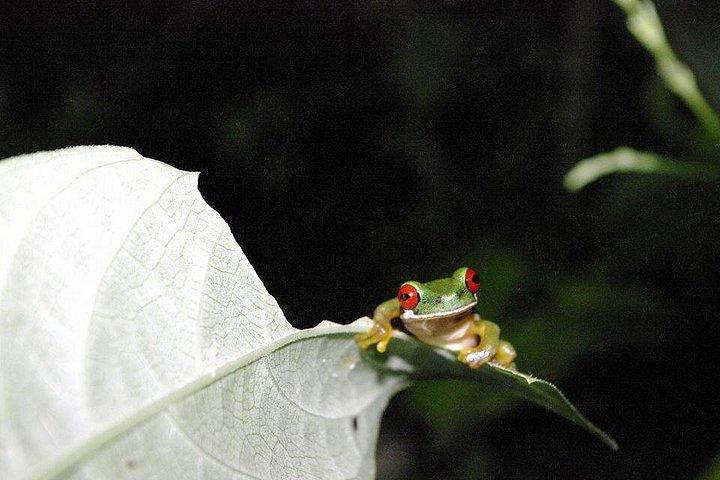 Monteverde Cloud Forest Night Wildlife Experience