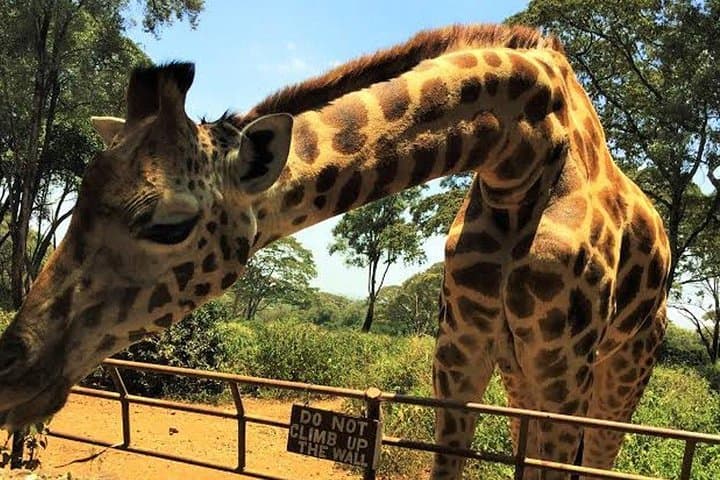 Giraffe Centre and Bomas of Kenya Full-Day Tour from Nairobi