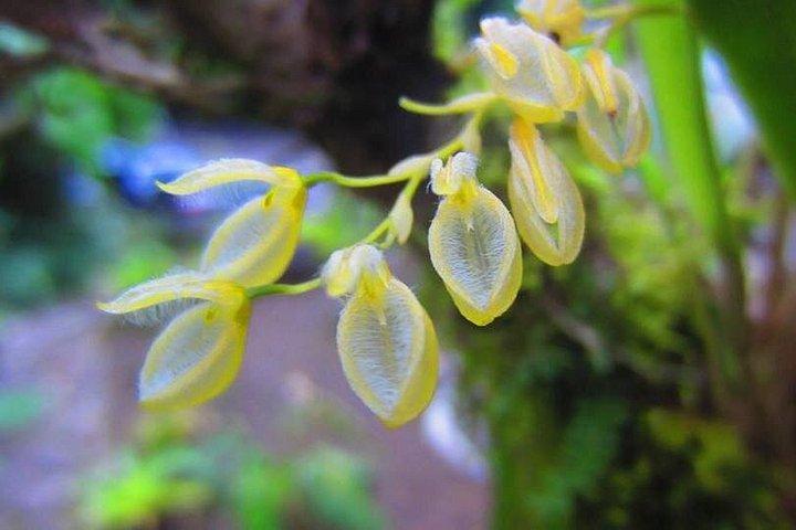 モンテベルデ雲霧林つり橋ガイドウォーク