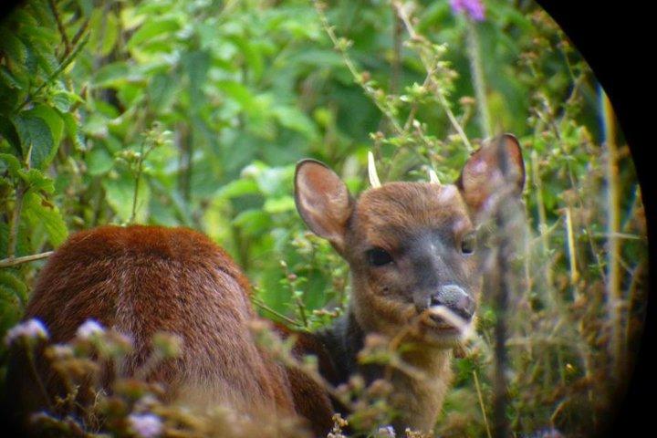 Monteverde Birdwatching and wildlife tour