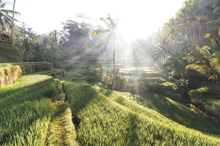 Excursão a Templo de Ubud e Tanah Lot