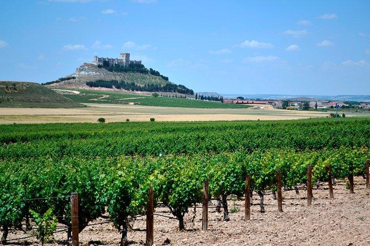 Ribera del Duero Kleingruppentour: Tapas & Weinprobe