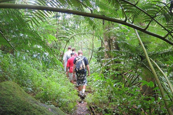 Hawaiian Waterfall Hike