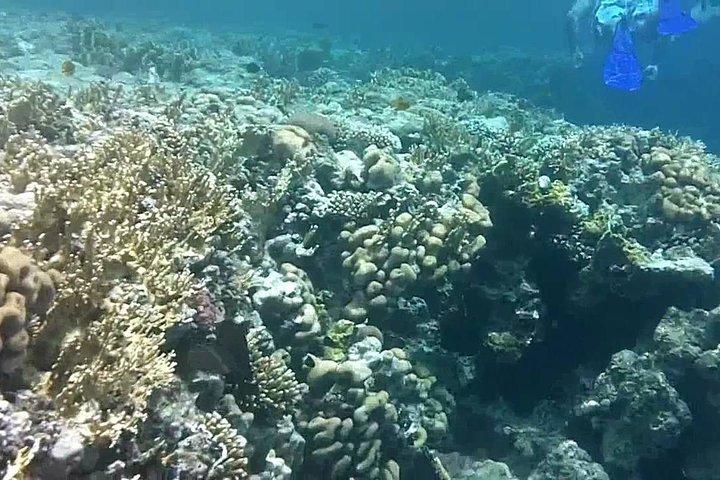 Excursão Privada de Dia do Parque Nacional de Ras Mohammed com Mergulho Livre