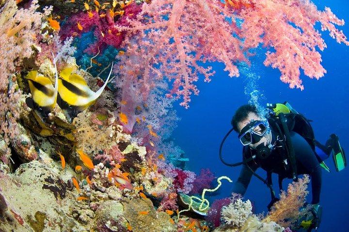 Intro Diving and Snorkeling day trip