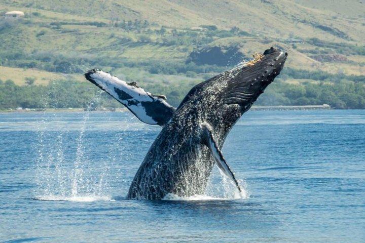 マウイ島：カアナパリビーチ発オープンバー付きオリジナルサンセットクルーズ