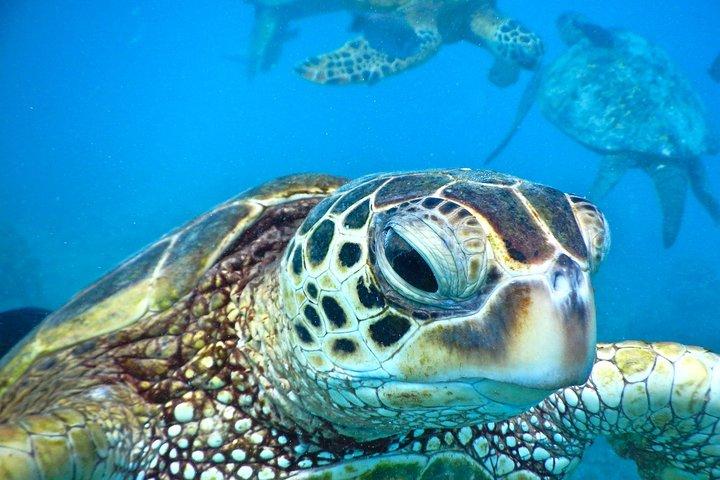 マウイ島：カアナパリビーチから2時間半のXpressシュノーケル