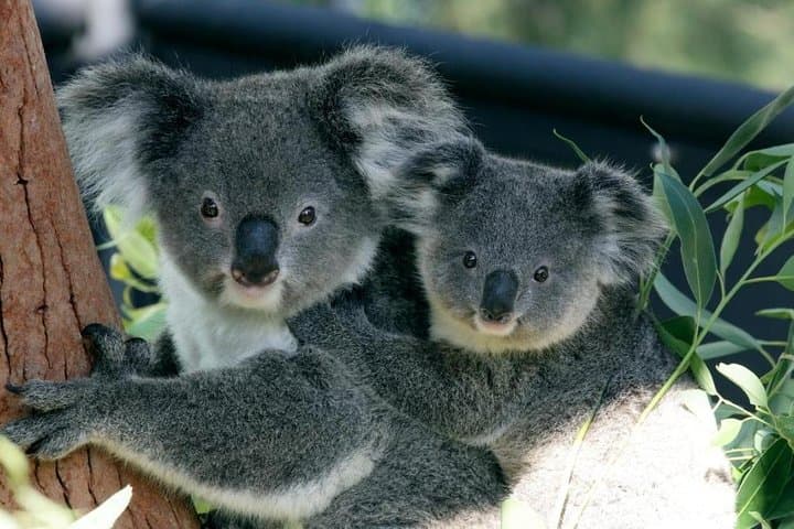 Taronga Zoo Entry & Return Ferry - Sydney Harbour