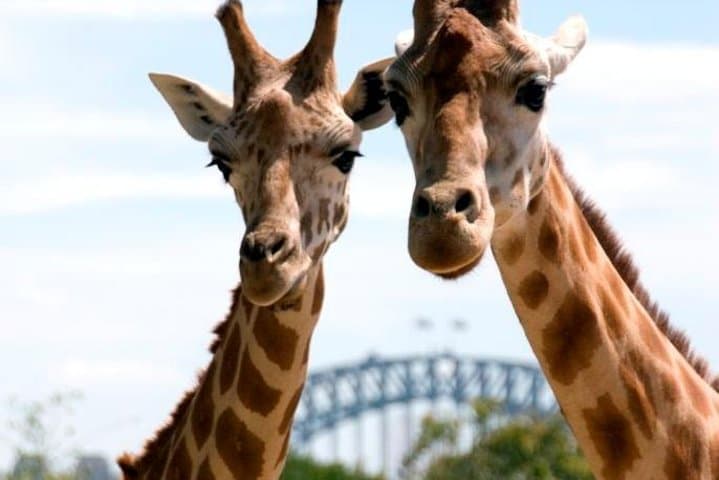 Taronga Zoo Entry & Return Ferry - Sydney Harbour