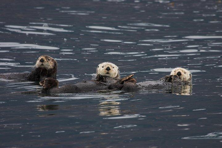 Crociera sul ghiacciaio del Columbia da Valdez