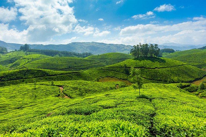 3 Day Munnar Trekking Adventure from Cochin