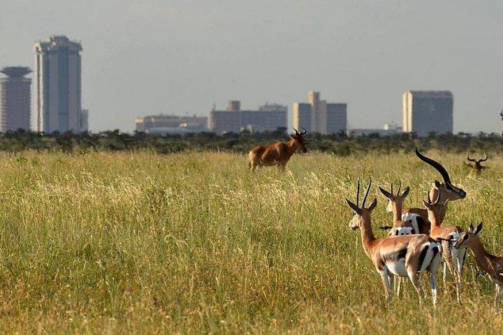 Tour de medio día al Parque Nacional de Nairobi desde Nairobi