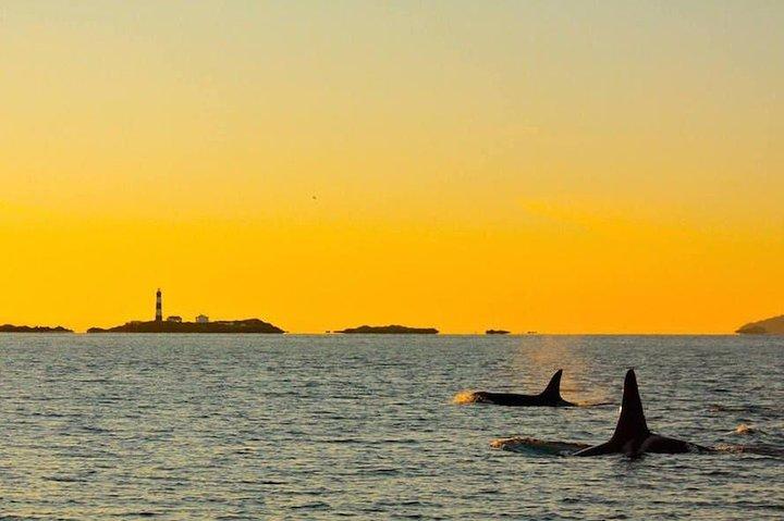Victoria Semi Covered Sunset Whale-Watching Tour