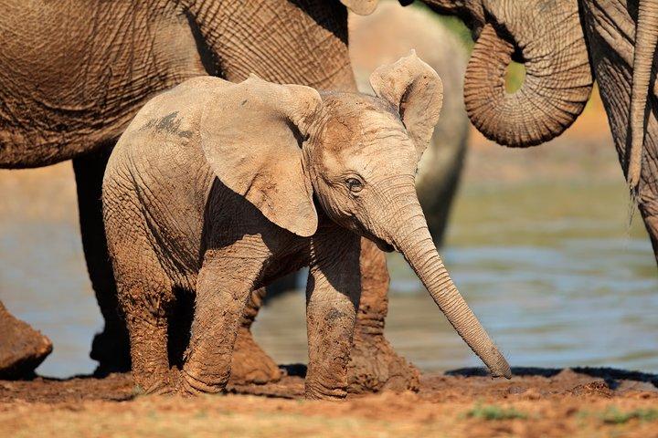 Safari giornaliero all-inclusive all'Addo Elephant Park da Port Elizabeth