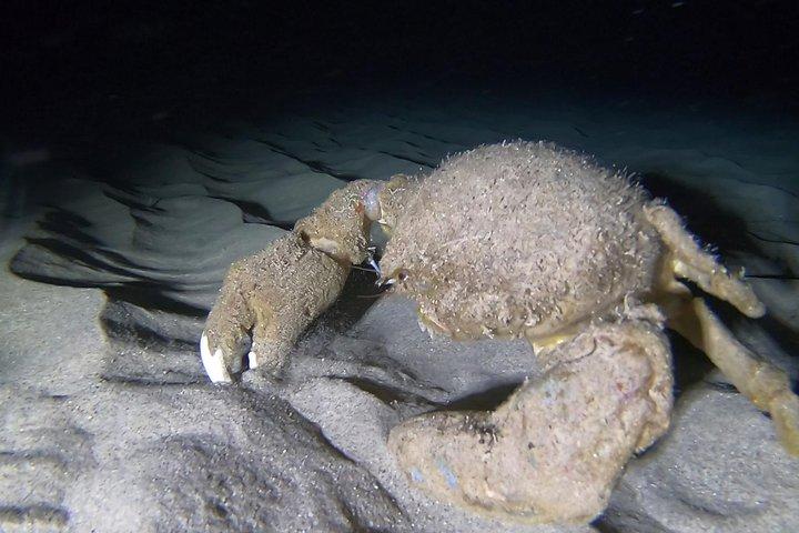 Certified Diver: 2-Tank Night Dive