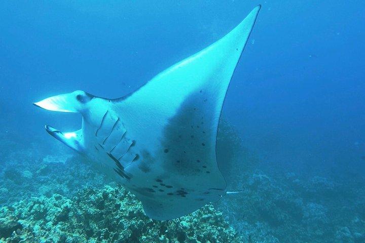 Esnórquel nocturno con mantarrayas en Kona, Big Island