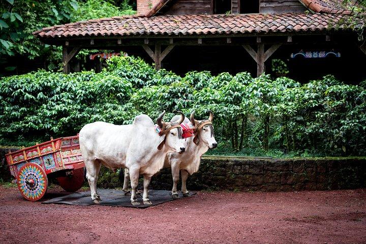 Skip the Line:Day Ticket-La Paz Waterfall Gardens Nature Park & Wildlife Refuge