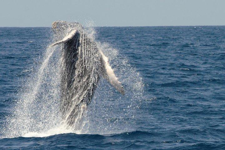 Billeder af San Diego Whale Watching Cruise