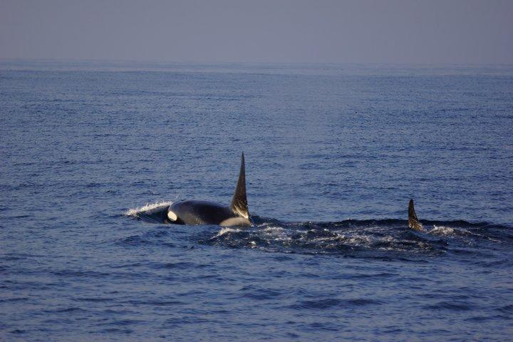 San Diego walvissen spotten Cruise