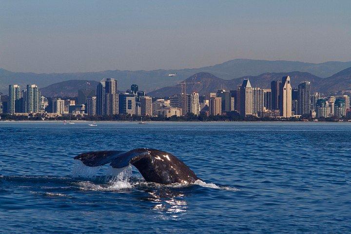 Walbeobachtungsfahrt in San Diego
