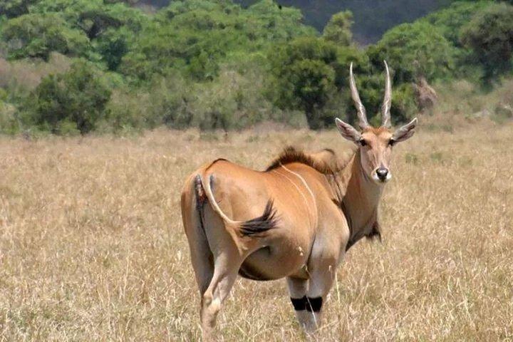 Randonnée privée d'une journée au Mt. Longonot au départ de Nairobi