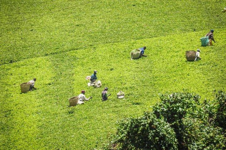 Dagtocht naar Kiambethu Tea Farm in Limuru