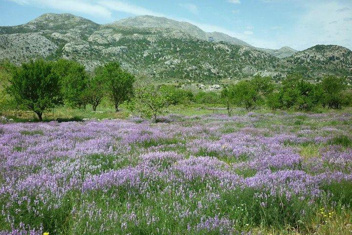 Safari Club : Katharo Route Tour vanuit Agios Nikolaos